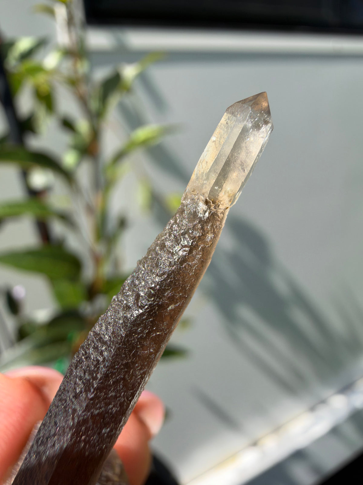 Smoky Quartz Scepter, Hallelujah Junction, Nevada, USA