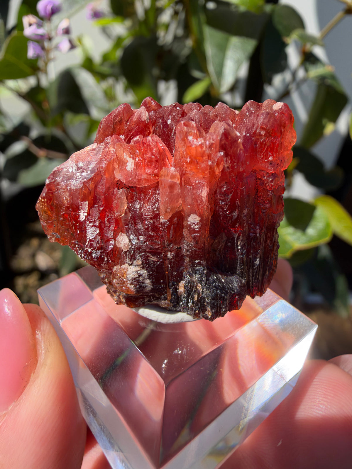 20.8g Rhodochrosite, N'Chwaning Mine, South Africa