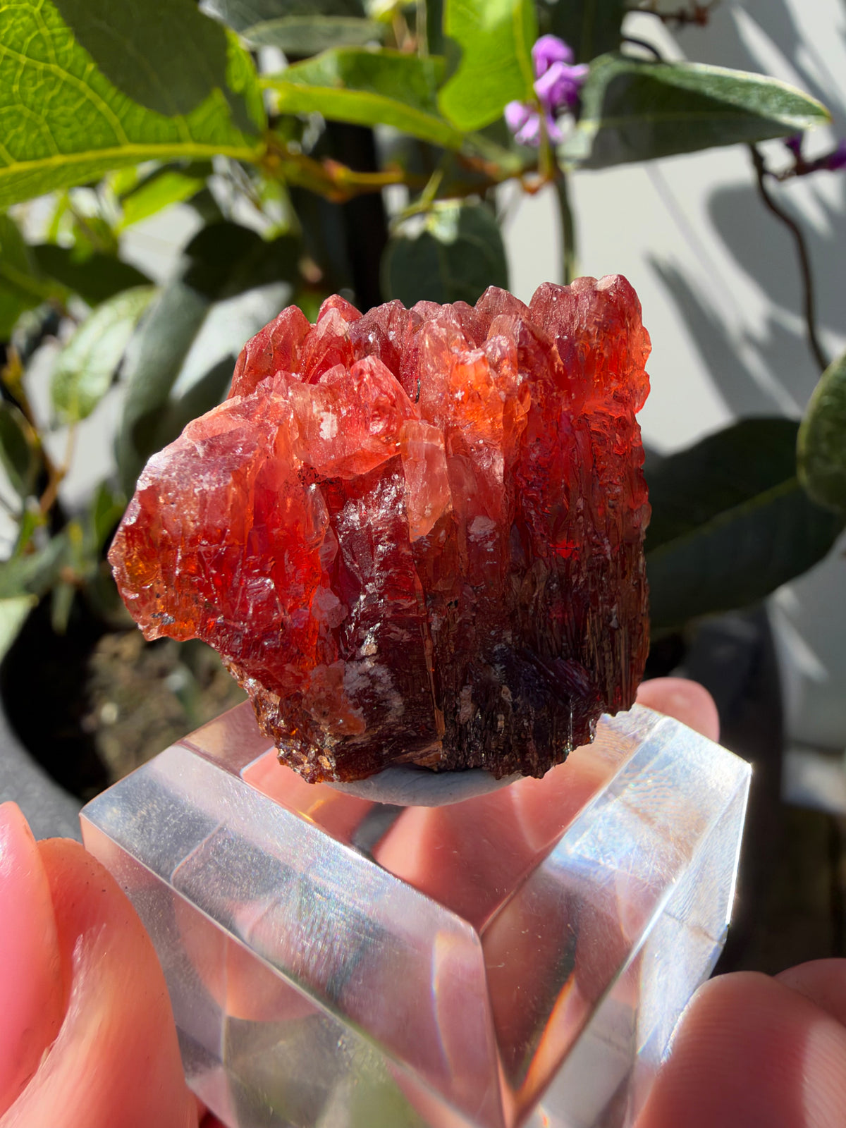 20.8g Rhodochrosite, N'Chwaning Mine, South Africa