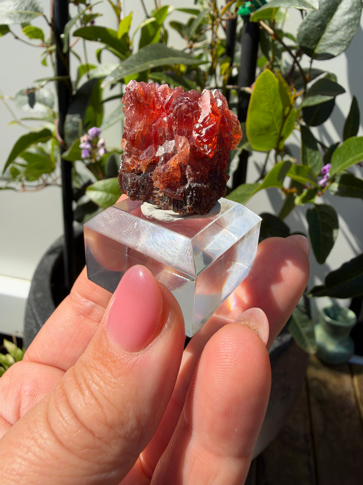 20.8g Rhodochrosite, N'Chwaning Mine, South Africa