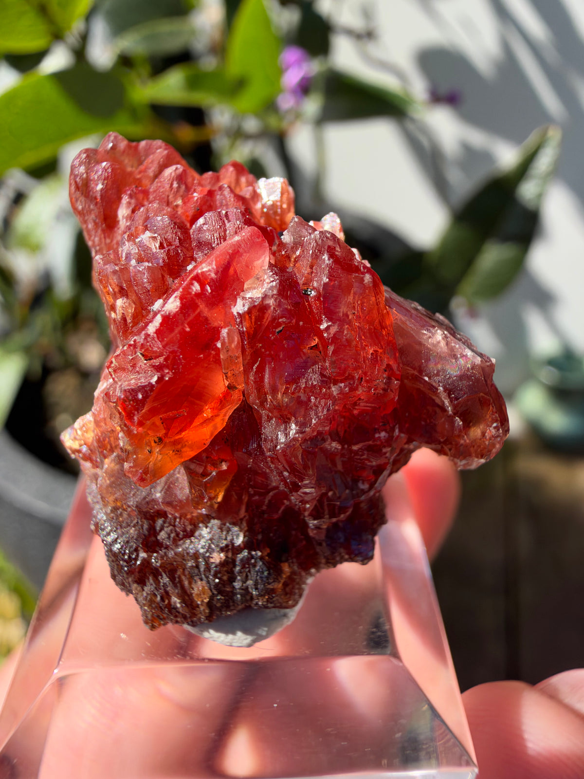 20.8g Rhodochrosite, N'Chwaning Mine, South Africa