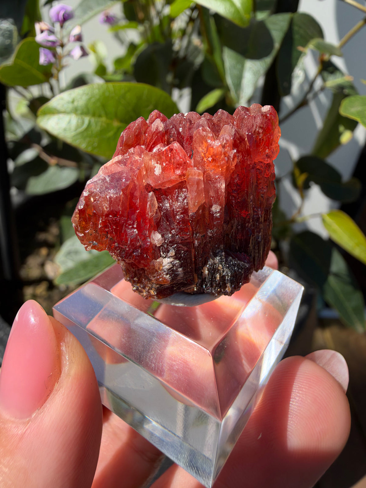20.8g Rhodochrosite, N'Chwaning Mine, South Africa